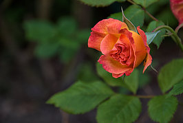Bernhard Saalfeld - Gartenrose (6v9)